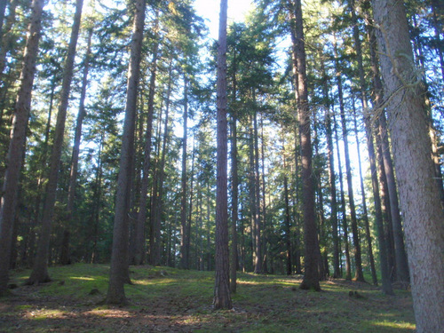 Grazed forest land.